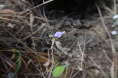 Utricularia caerulea